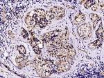 PIGR Antibody in Immunohistochemistry (Paraffin) (IHC (P))