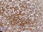 PIGR Antibody in Immunohistochemistry (Paraffin) (IHC (P))