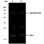 PPIL1 Antibody in Immunoprecipitation (IP)