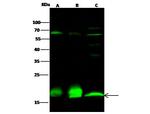 PPIL1 Antibody in Western Blot (WB)