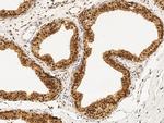 PPIL1 Antibody in Immunohistochemistry (Paraffin) (IHC (P))
