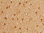 PRDX6 Antibody in Immunohistochemistry (Paraffin) (IHC (P))