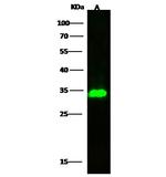 PRSS27 Recombinant Rabbit Monoclonal Antibody (107)