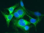 SAA4 Antibody in Immunocytochemistry (ICC/IF)