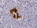 SCGN Monoclonal Antibody (06)