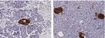 SCGN Recombinant Rabbit Monoclonal Antibody (048)