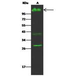 CD162 Recombinant Rabbit Monoclonal Antibody (108)