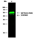 SERPINB1 Antibody in Immunoprecipitation (IP)