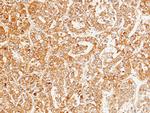 Heparin Cofactor II Antibody in Immunohistochemistry (Paraffin) (IHC (P))