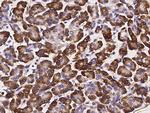 SERPINI2 Antibody in Immunohistochemistry (Paraffin) (IHC (P))