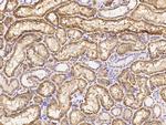 CD98 Antibody in Immunohistochemistry (Paraffin) (IHC (P))