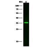SULT2A1 Monoclonal Antibody (9G8G12G10)