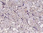 TIE1 Antibody in Immunohistochemistry (Paraffin) (IHC (P))
