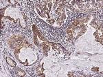 TIE1 Antibody in Immunohistochemistry (Paraffin) (IHC (P))
