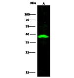 CD254 (RANK Ligand) Recombinant Rabbit Monoclonal Antibody (101)