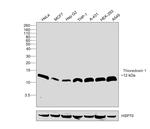 Thioredoxin 1 Antibody in Western Blot (WB)