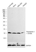 Thioredoxin 1 Antibody in Western Blot (WB)