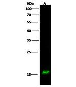 UBE2W Antibody in Western Blot (WB)