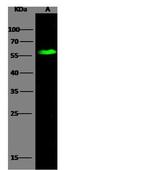ULBP2 Antibody in Western Blot (WB)