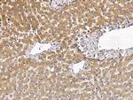 VAPB Antibody in Immunohistochemistry (Paraffin) (IHC (P))