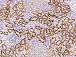 VISTA Antibody in Immunohistochemistry (Paraffin) (IHC (P))