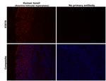 VISTA Monoclonal Antibody (027)