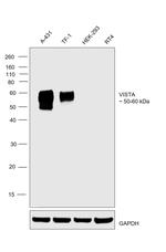 VISTA Antibody in Western Blot (WB)
