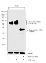 VISTA Antibody in Western Blot (WB)