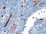 VWF Antibody in Immunohistochemistry (Paraffin) (IHC (P))