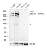VWF Antibody
