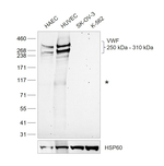 VWF Antibody in Western Blot (WB)