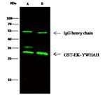 14-3-3 eta Antibody in Immunoprecipitation (IP)