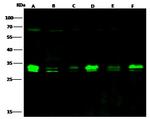 Bcl-xL Recombinant Rabbit Monoclonal Antibody (036)