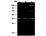 C1QBP Recombinant Rabbit Monoclonal Antibody (106)