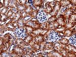 Carbonic Anhydrase XII Antibody in Immunohistochemistry (Paraffin) (IHC (P))