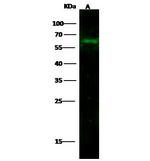 CD14 Recombinant Rabbit Monoclonal Antibody (2)