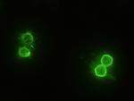 CD14 Antibody in Immunocytochemistry (ICC/IF)