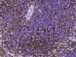 CD180 Antibody in Immunohistochemistry (Paraffin) (IHC (P))