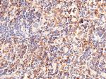 DCL-1 Recombinant Rabbit Monoclonal Antibody (071)