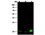 CD53 Recombinant Rabbit Monoclonal Antibody (004)