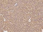 Complement Factor H Recombinant Rabbit Monoclonal Antibody (012)