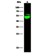 CNDP2 Recombinant Rabbit Monoclonal Antibody (001)