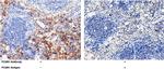 CD64 Antibody in Immunohistochemistry (Paraffin) (IHC (P))