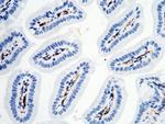 CD16-2 Antibody in Immunohistochemistry (Paraffin) (IHC (P))