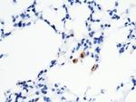 CD16-2 Recombinant Rabbit Monoclonal Antibody (011)