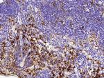 NAALADL1 Antibody in Immunohistochemistry (Paraffin) (IHC (P))