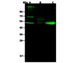 NGFR Recombinant Rabbit Monoclonal Antibody (117)