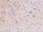 Podoplanin Antibody in Immunohistochemistry (Paraffin) (IHC (P))