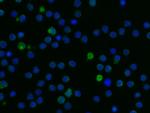 LILRB3 Antibody in Immunocytochemistry (ICC/IF)