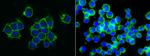 CD155 Recombinant Rabbit Monoclonal Antibody (305)